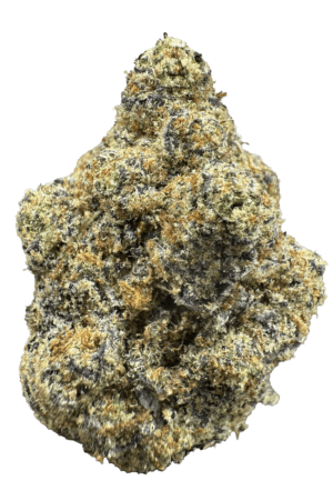 Astronaut Status Cannabis Strain Pueblo Colorado