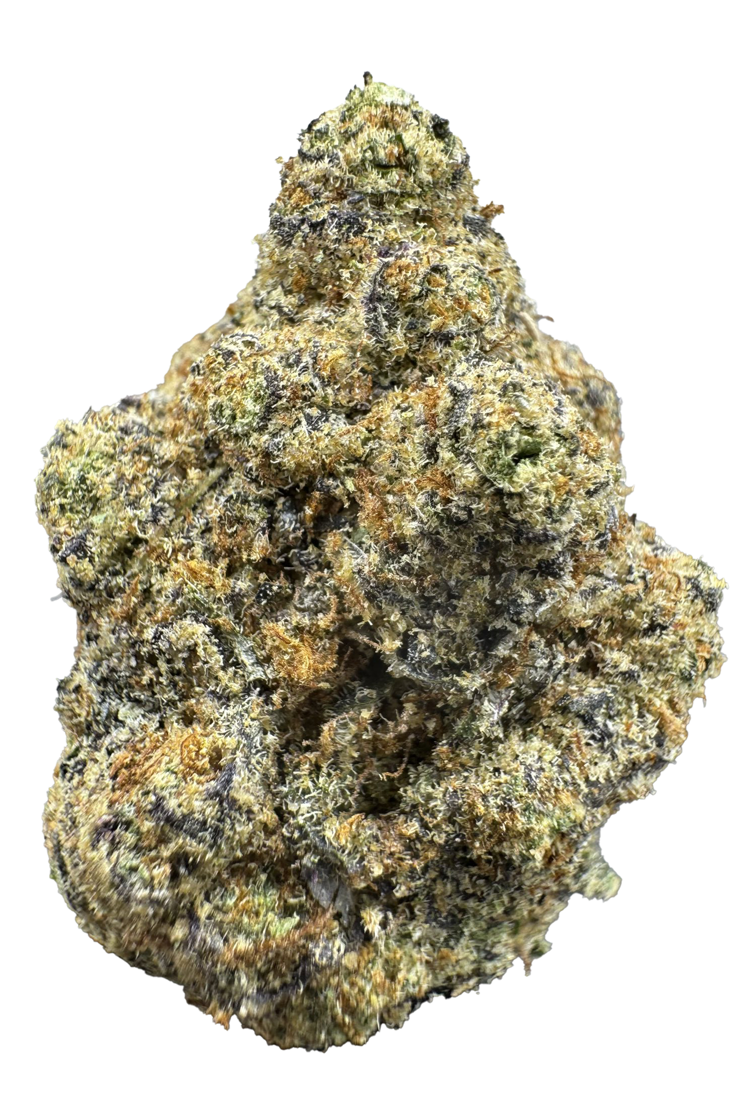 Astronaut Status Cannabis Strain Pueblo Colorado