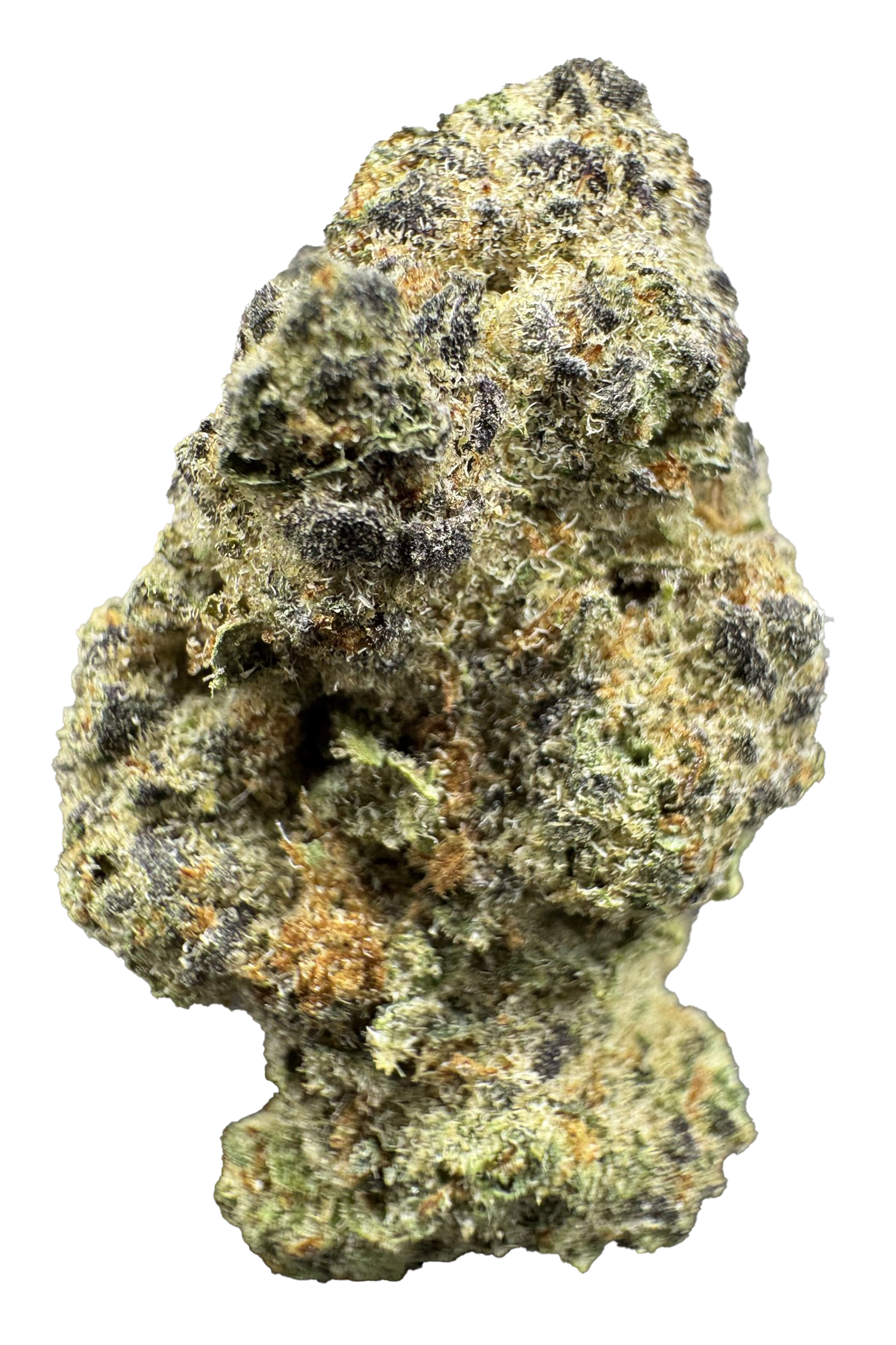 Big Dipper Cannabis Strain Pueblo Colorado