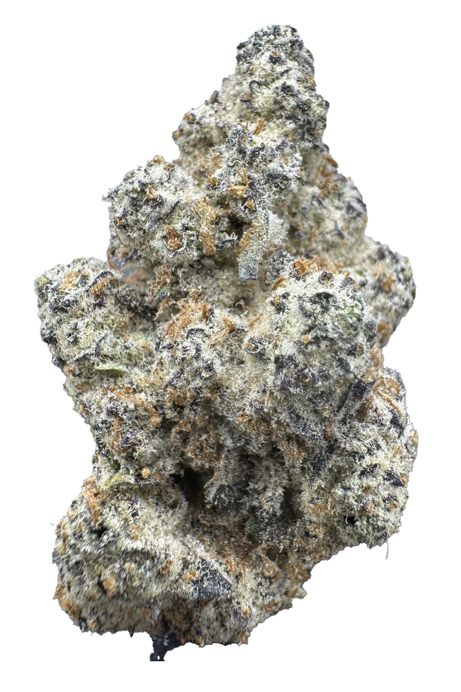 Dantes Wrath Cannabis Strain Pueblo Colorado