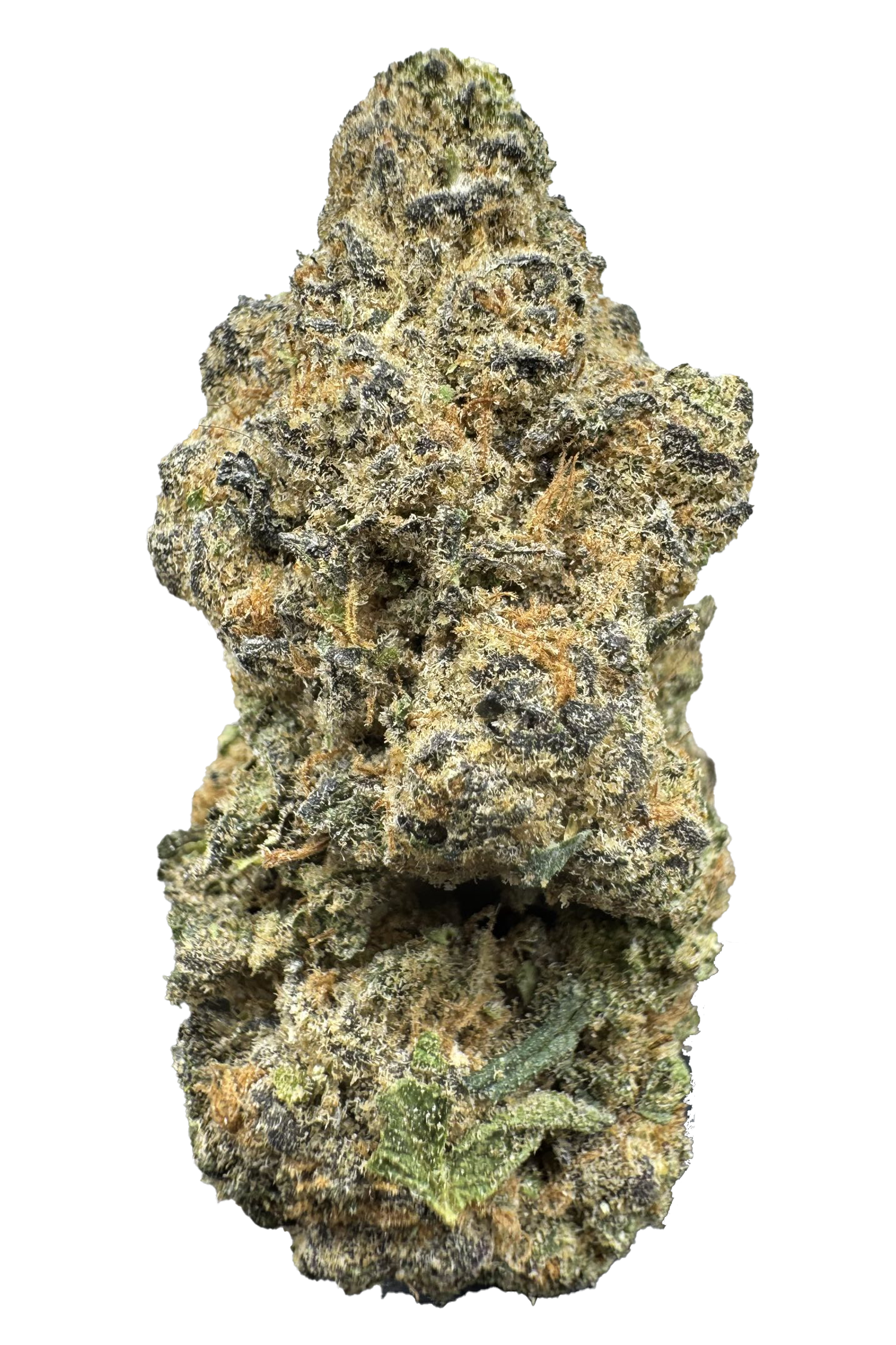 Mai Tai Cannabis Strain Pueblo Colorado